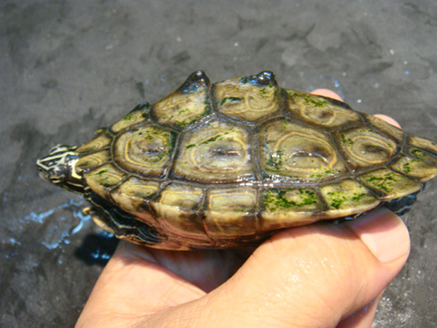 デルタクロコブチズガメ(11)