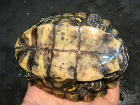 デルタクロコブチズガメ(12)