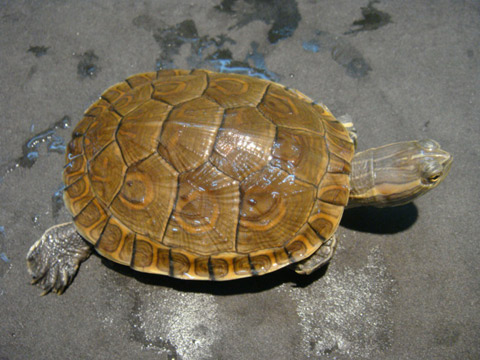 キューバスライダー