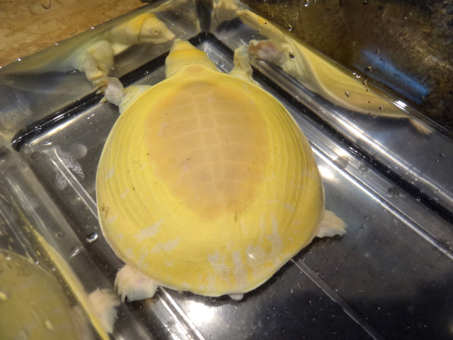 ビルマハコスッポン(2)