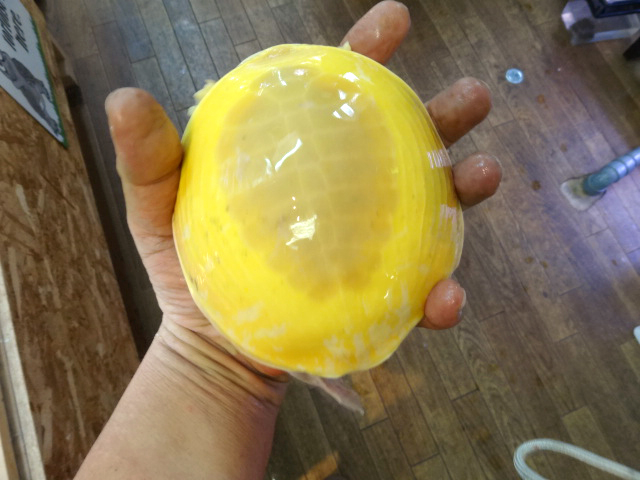 ビルマハコスッポン(3)