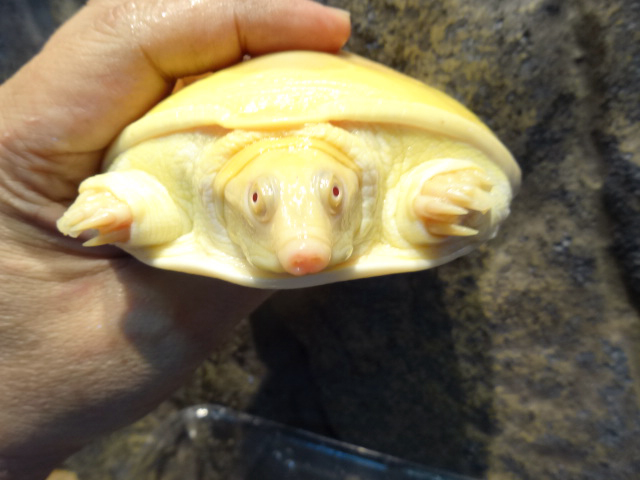 ビルマハコスッポン(4)