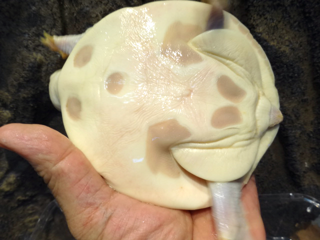 ビルマハコスッポン(5)