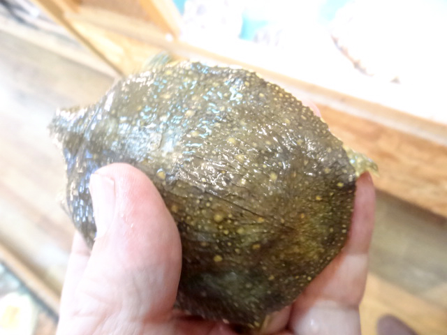 ナイルスッポン(3)