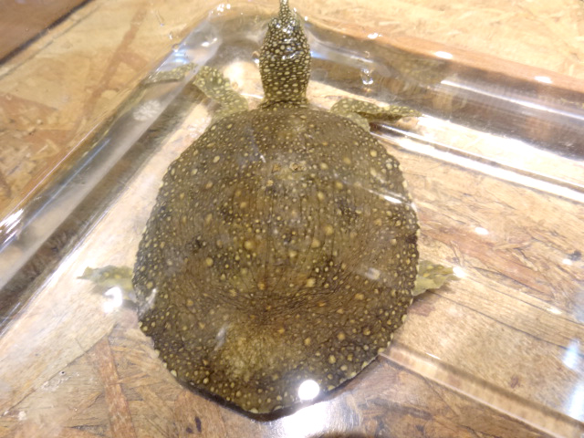 ナイルスッポン(1)