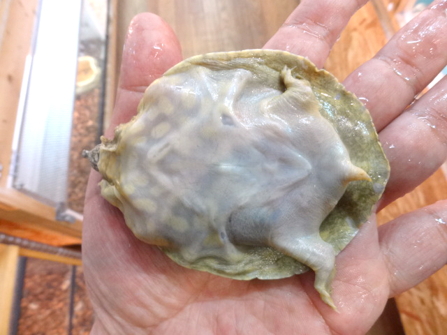 ナイルスッポン(4)