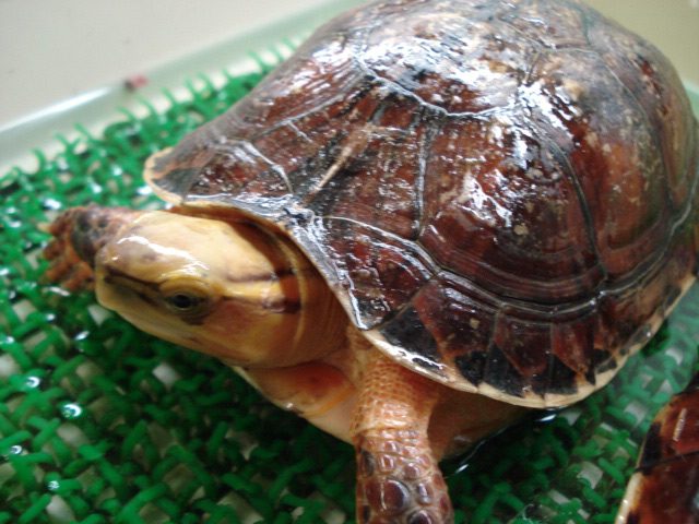 マッコードハコガメ(1)