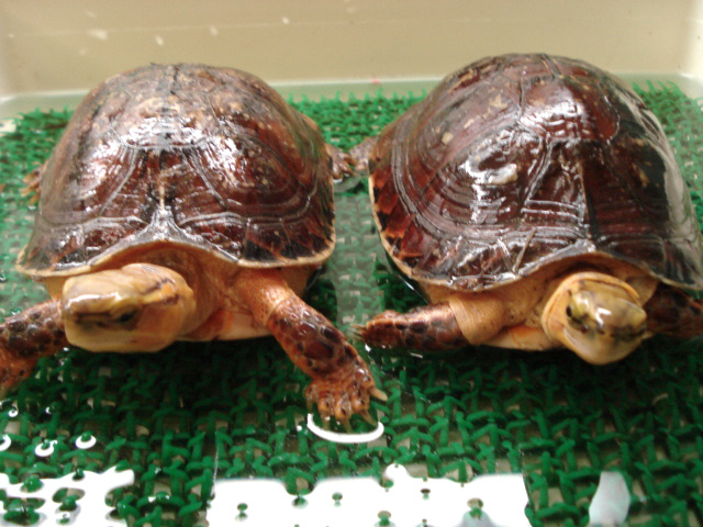 マッコードハコガメ(2)