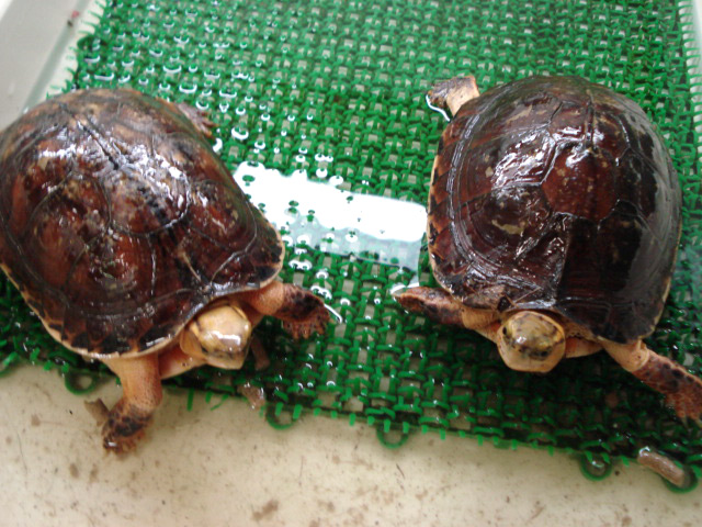 マッコードハコガメ(3)