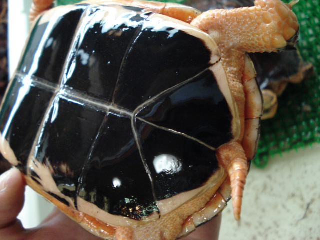 マッコードハコガメ(4)