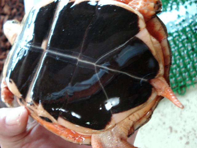 マッコードハコガメ(5)