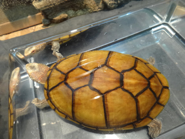 ハナナガドロガメ(9)