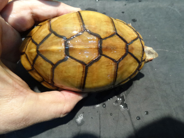 ハナナガドロガメ(11)