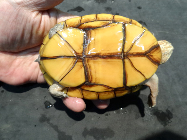 ハナナガドロガメ(12)