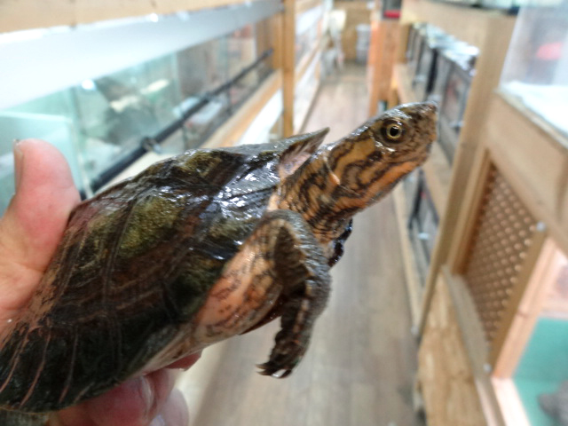 ノコヘリマルガメ(4)