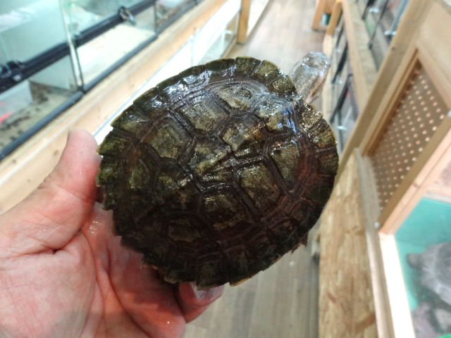 ノコヘリマルガメ(1)