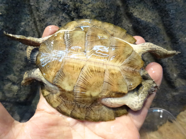 ノコヘリマルガメ(2)