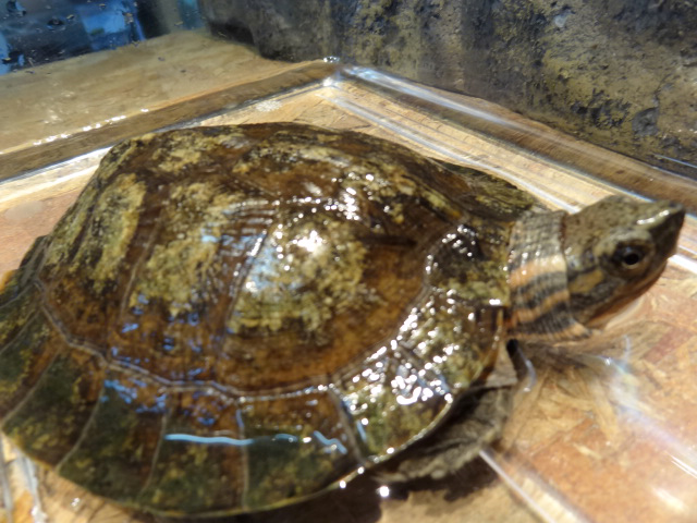 ノコヘリマルガメ(3)