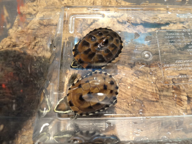 マレーニシクイガメ(7)