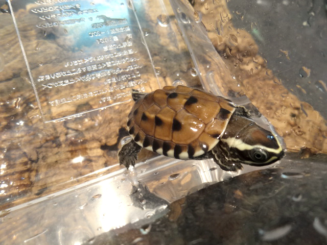 マレーニシクイガメ(8)