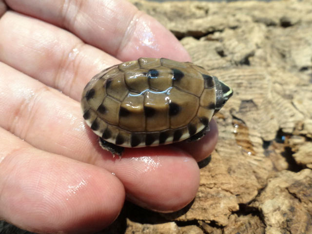 マレーニシクイガメ(5)