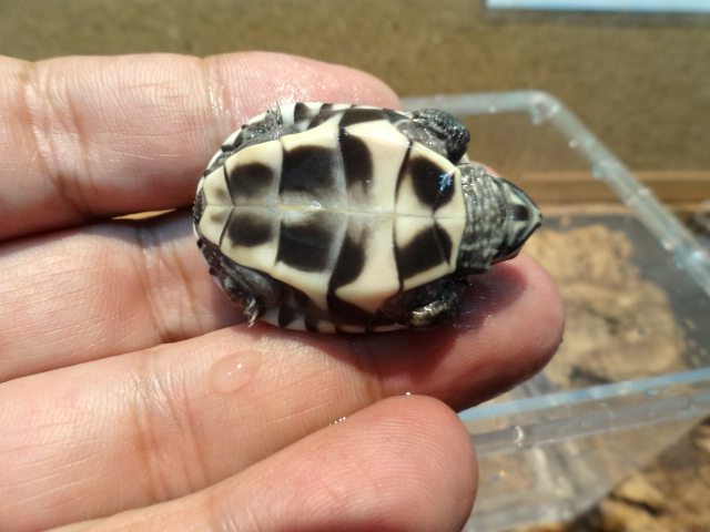 マレーニシクイガメ(6)