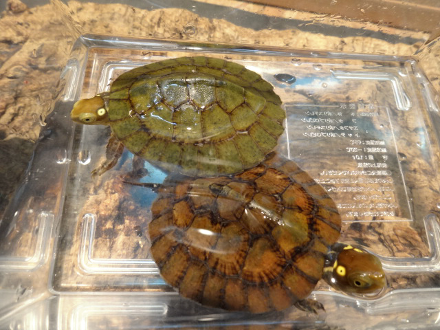 ヨツメイシガメ(9)