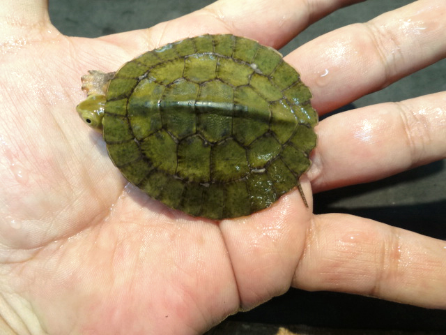 ヨツメイシガメ(10)