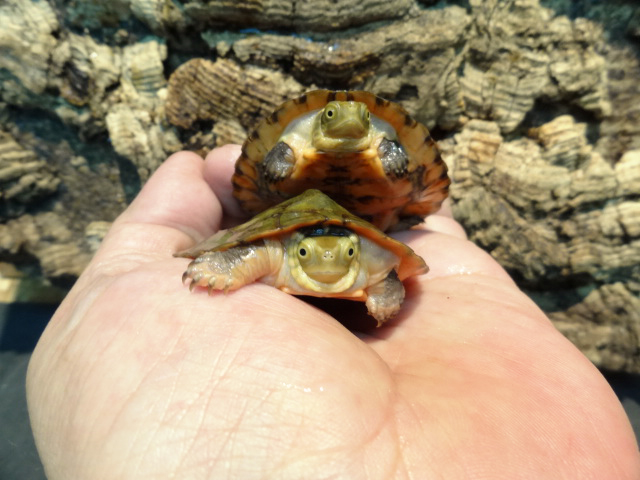 ヨツメイシガメ(11)