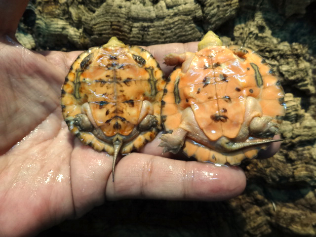 ヨツメイシガメ(12)