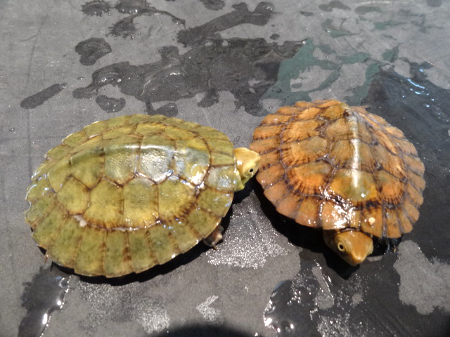 ヨツメイシガメ(8)