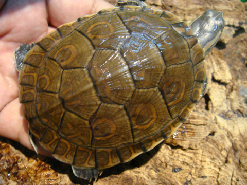 キューバスライダー(5)