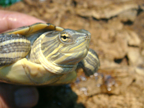 キューバスライダー(6)