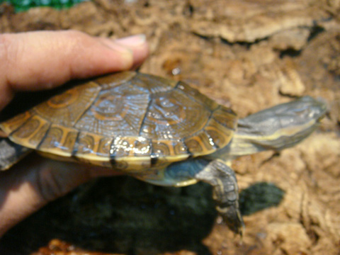 キューバスライダー(7)