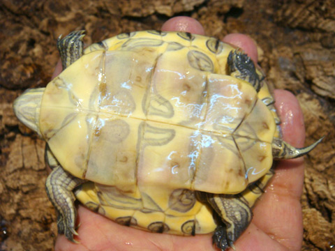 キューバスライダー(8)