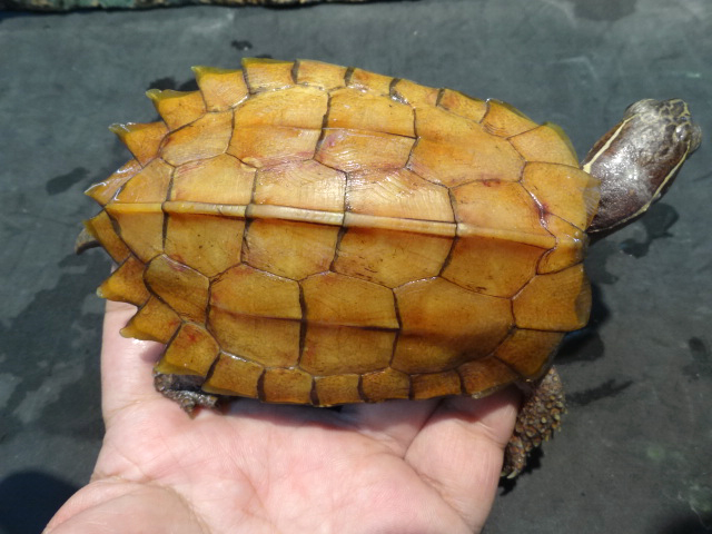 スペングラーヤマガメ