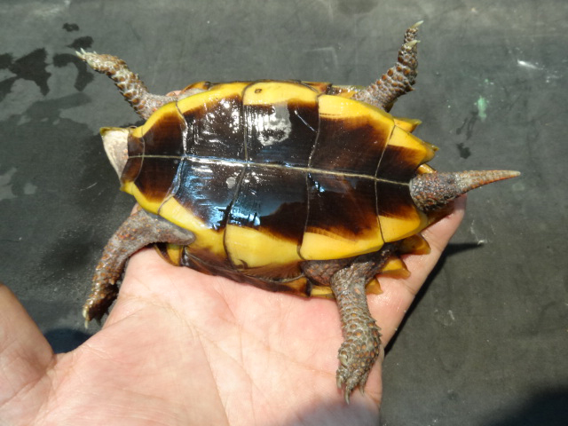スペングラーヤマガメ ミズガメ図鑑
