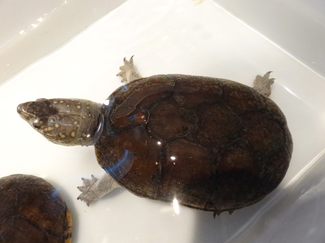 ペンシルバニアドロガメ