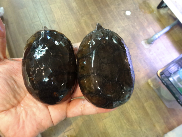 ペンシルバニアドロガメ(3)