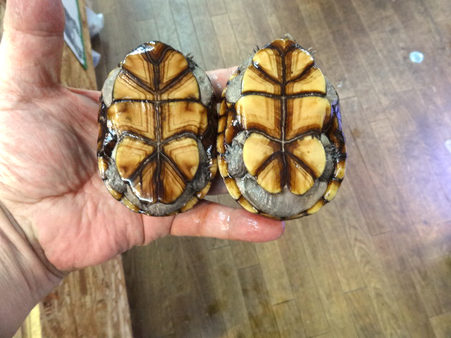 ペンシルバニアドロガメ(4)