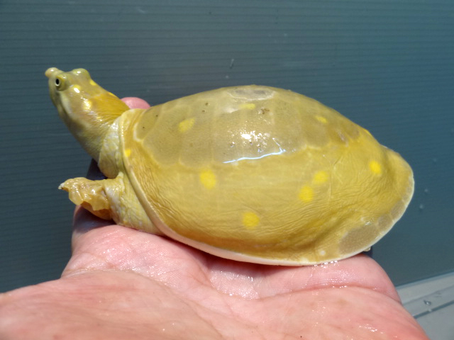 キタインドハコスッポン(10)