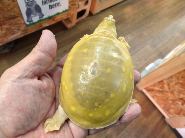 キタインドハコスッポン(11)