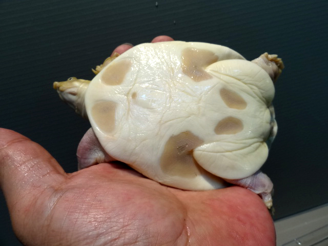 キタインドハコスッポン(12)