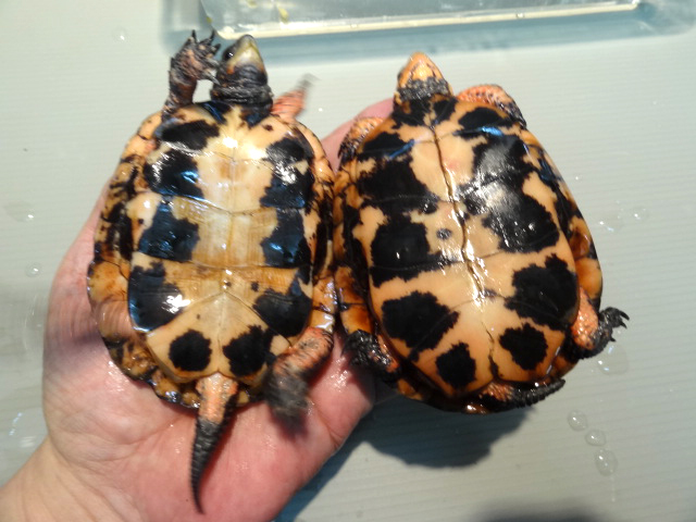 キボシイシガメ(4)