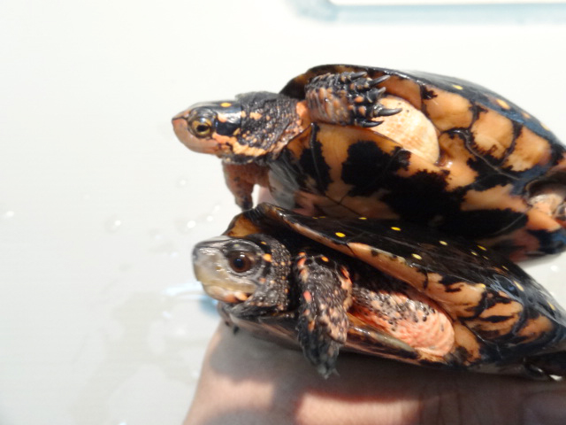 キボシイシガメ(3)