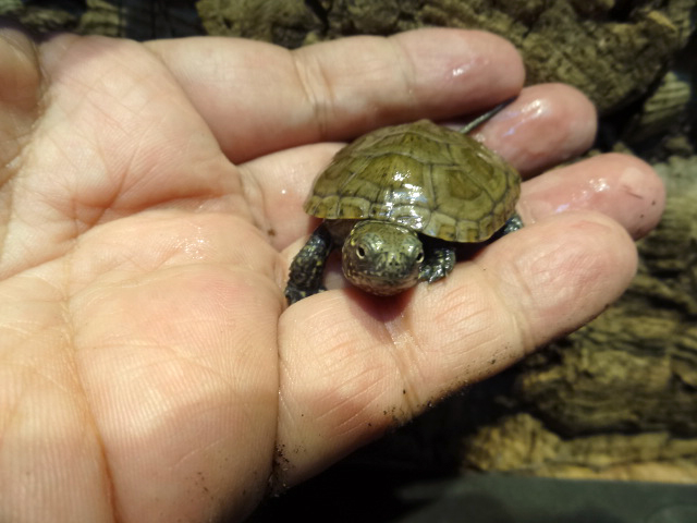 サルディーニャヌマガメ(5)