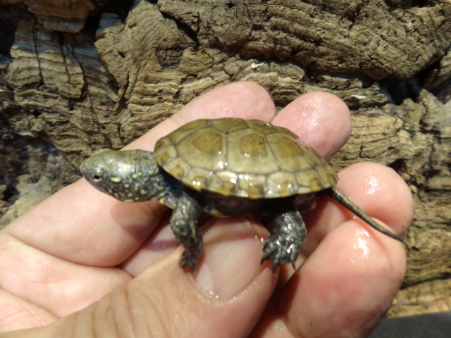 サルディーニャヌマガメ(6)