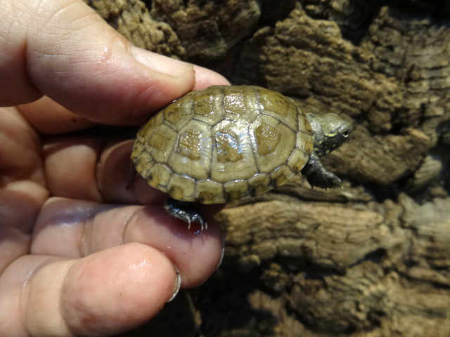 サルディーニャヌマガメ(7)