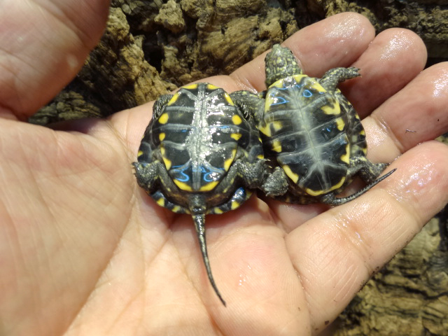 サルディーニャヌマガメ(9)