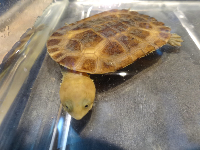 ブラジルヘビクビガメ(1)